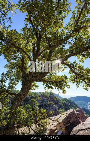 Bella e sana foresta di querce da sughero in Spagna Foto Stock
