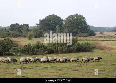 Pecora a Haselünne, Germania / Schaf a Haselünne Foto Stock