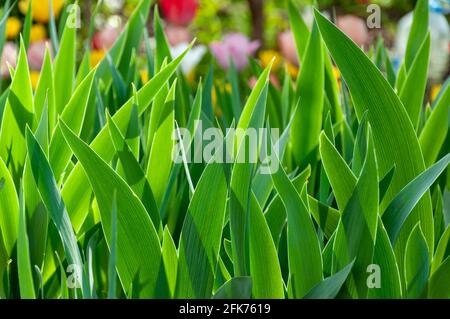 Tulipano rosa con luce solare. Tulipani rossi e gialli nel Giardino. Tulipani in primavera mattina luce del sole Foto Stock