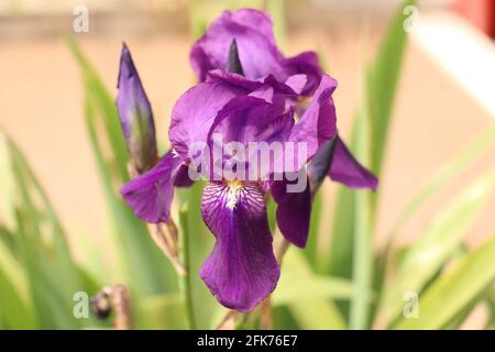 Iris unguicularis "Cary Barnard". Bel fiore viola in Turchia. Foto Stock