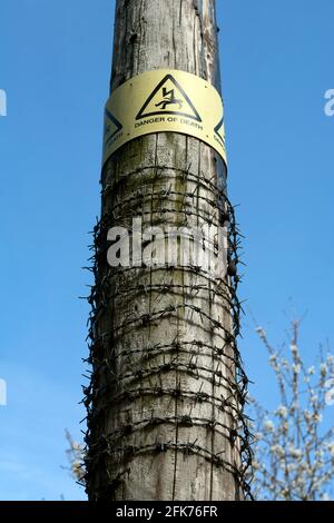 Filo spinato avvolto intorno a un palo di linee elettriche aeree, Regno Unito Foto Stock