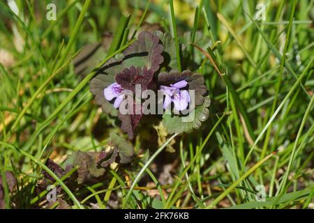 Closeup terra-edera fiorente (Glechoma hederacea), famiglia di menta Lamiaceae in primavera. Giardino olandese sbiadito verde. Aprile, Paesi Bassi. Foto Stock