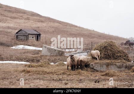 zona collinare. Paesaggio grigio. Una capanna solitaria su una collina 222222222222222 Foto Stock