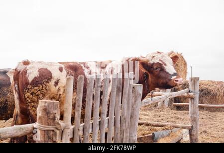 toro rosso dietro una recinzione di legno. animali da fattoria. Bel toro maschio Foto Stock