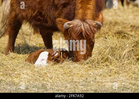 Bestiame rosso, giacente sul fieno al campo di primavera. Vacca di razza rossa per carne e latte. Agricoltura, concetto di pascolo libero, campo autunnale Foto Stock