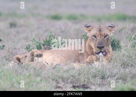 La leonessa pulisce i suoi cuccioli dopo aver mangiato un'uccisione. Parco nazionale del lago Nakuru, Kenya Foto Stock