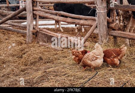 cortile, pollo rosso e mucca in fattoria Foto Stock