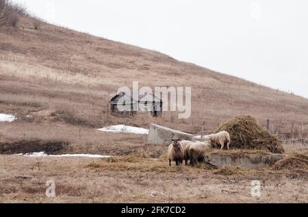 zona collinare. Paesaggio grigio. Una solitaria capanna su una collina Foto Stock