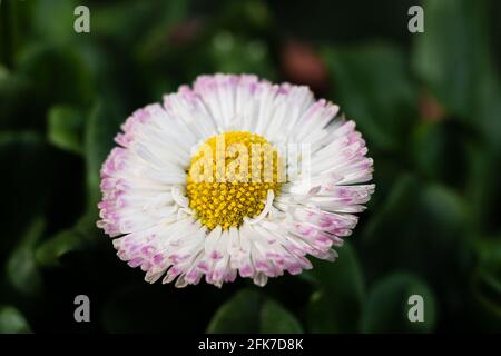 Spring bianco-rosa margherite su uno sfondo sfocato. Primavera in Polonia. Un giardino con fiori. Aprile colori a Masovia. Foto Stock