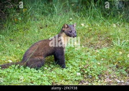 Martes martes marten di pino giovanile seduto sul prato nel Highlands della Scozia Foto Stock