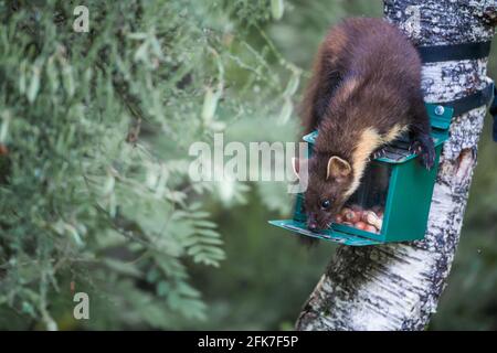 Martes martes marten di pino giovanile su scatola di alimentazione dello scoiattolo dentro Le Highlands della Scozia Foto Stock