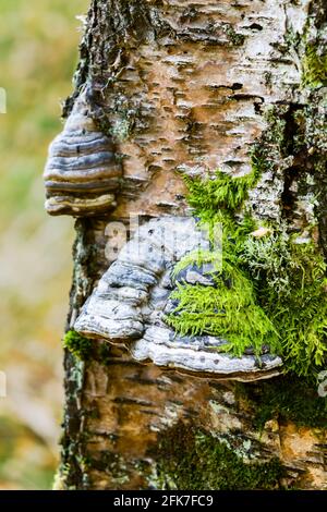 Tinder Bracket Fomes fomentarius fungo che cresce su un albero di betulla Nelle Highlands della Scozia Foto Stock