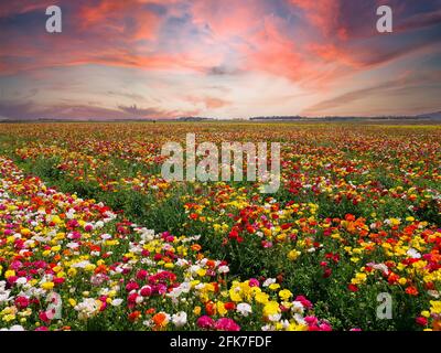 File di Buttercups in piena fioritura e in vari colori, vista aerea. Foto Stock