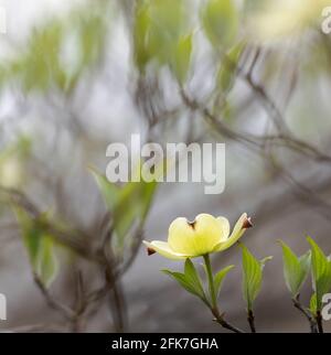 Dogwood fiorito (Cornus florida) - Contea di Hall, Georgia. Un fiore solitario di dogwood contro il bokeh caotico dei rami circostanti. Foto Stock