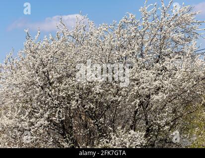 Alberi di prugna splendidamente fioriti nel frutteto Foto Stock