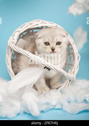 Affascinante gattino scozzese seduto in un cesto di vimini bianco rovesciato con piume su un manico tra lana di cotone su un blue backgroundand guarda Foto Stock