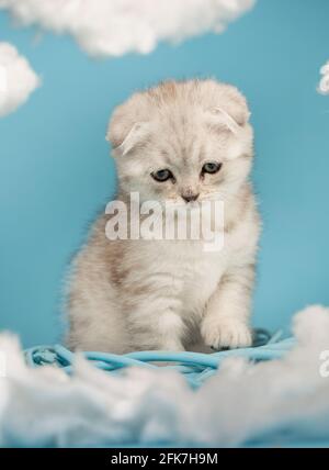 Il gattino scozzese che vuole giocare si siede con la testa in giù e guarda con attenzione il giocattolo su uno sfondo blu. Cielo sfondo con nuvole di cotone intorno Foto Stock