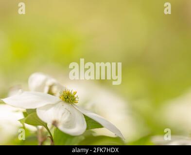 Dogwood fiorito (Cornus florida) - Contea di Hall, Georgia. Fiori bianchi di un dogwood fiorito crogiolatevi al sole in una mattina di primavera. Foto Stock