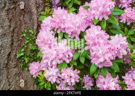 Fiori rosa rododendro su un tronco di albero Foto Stock