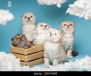 Gruppo di vari gattini scozzesi dai capelli corti seduti in una scatola di legno e guardando con interesse uno sfondo blu del cielo. Installazione SKY con wh Foto Stock