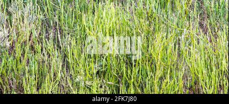Campo di piante medicinali di Carqueja in Brasile Foto Stock