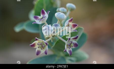 Fiori di Calotropis Gigantia o Calotropis procera appena fioriti in Qatar . Foto Stock