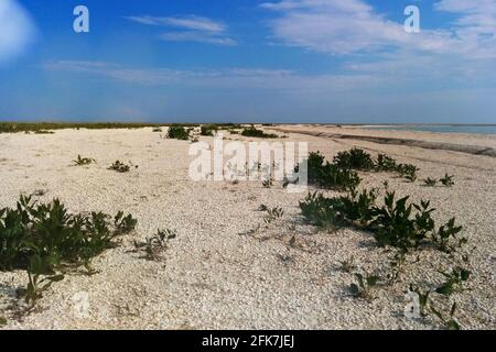 Paesaggio marino con ampia costa con conchiglie e cespugli verdi. Cielo blu con nuvole. Foto Stock