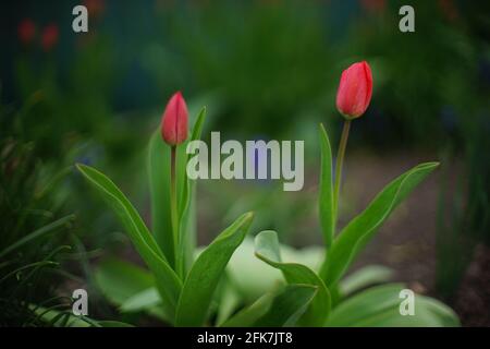 Due fiori rossi di tulipano con boccioli chiusi crescono in primavera giardino Foto Stock