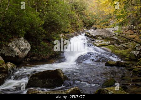 Autunno colore, Great Smoky Mountain National Park. Fogliame autunnale lungo il Lynn Camp Prong nella zona di Tremont del Great Smoky Mountain National Park n Foto Stock