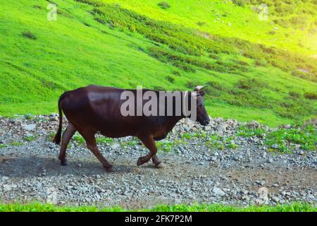 toro di mucca nera che cammina lungo il sentiero in montagna tra prati alpini Foto Stock