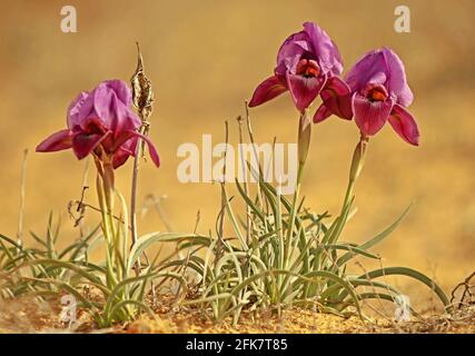 Israele, Negev vicino a Yeruham, viola, iris petrana, Petra Iris, Yeruham Iris in habitat naturale Foto Stock