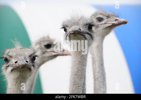 struzzo uccello testa ritratto nel parco Foto Stock