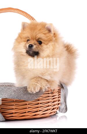 Spitz di Pomerania in un cesto di vimini isolato su sfondo bianco. Riprese in studio. Foto Stock