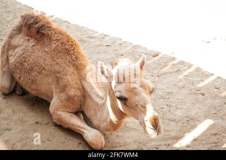 Carino giovane cammello che si stese (seduto) sulla sabbia Foto Stock