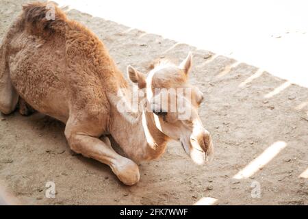 Carino giovane cammello che si stese (seduto) sulla sabbia Foto Stock