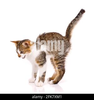 Gattino spaventato con pelo bianco e marrone, con la coda rialzata e mugne grasse. Isolato su sfondo bianco. Concetto di animali domestici e c Foto Stock