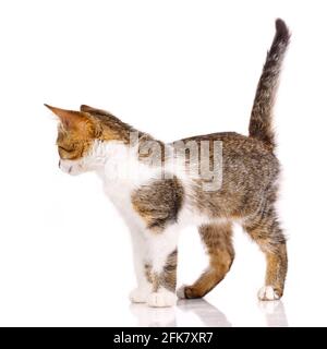 Il piccolo gatto si allontana dalla telecamera su uno sfondo bianco. Il gatto domestico con una coda rialzata è distratto dal tiro. Foto Stock
