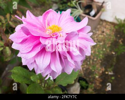 Gigante decorativo Dahlia Hamari ragazza in rosa fioritura in un Giardino inglese nel mese di settembre Foto Stock