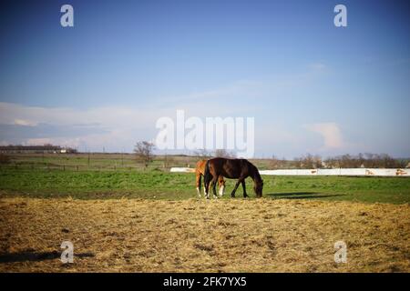 Due cavalli bruni pascolano in un campo in una giornata di sole primavera. Foto Stock