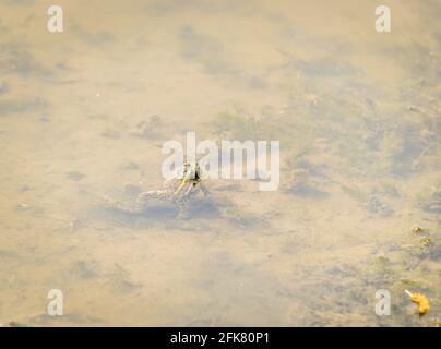 01. 05. 2017. Fiume Danubio - Serbia, Novi Sad, Petrovaradin. Rana nel suo ambiente naturale Foto Stock