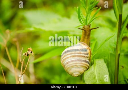 01. 05. 2017. Fiume Danubio - Serbia, Novi Sad, Petrovaradin. Lumaca sull'erba verde Foto Stock