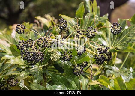 Primo piano di frutta di primavera su un cespuglio di Fatsia Japonica che cresce vicino al chiosco a Devonport Park, Plymouth, con la sua piccola frutta nera che arriva Foto Stock