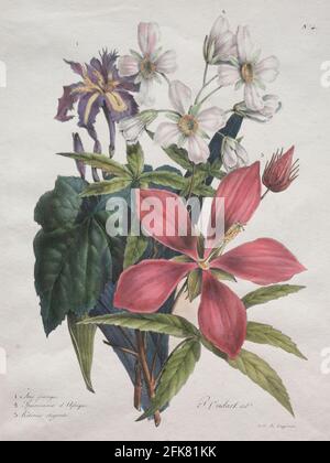 Cours d'Histoire Naturelle, contenant les principales espèces du règne Animal, classées methodiquemenet: [Corso di Storia Naturale, contenente le principali specie del regno animale, classificato metodicamente:] Iris, canapa africana e Ketmia 1825 litografia dipinta a mano di Godefroy Engelmann (francese, 1788-1839) dopo Paul Oudart, 1796 (francese) 1860 Foto Stock