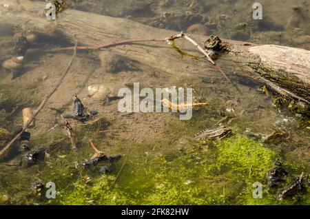 01. 05. 2017. Fiume Danubio - Serbia, Novi Sad, Petrovaradin. Rana nel suo ambiente naturale Foto Stock