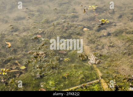 01. 05. 2017. Fiume Danubio - Serbia, Novi Sad, Petrovaradin. Rana nel suo ambiente naturale Foto Stock