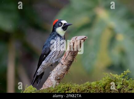 Picchio di Acorn (Melanerpes formicivorus) arroccato su un ramo nelle giungle della Costa Rica. Foto Stock