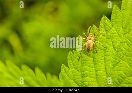 01. 05. 2017. Fiume Danubio, Foresta - Serbia, Novi Sad, Petrovaradin. Foto Stock