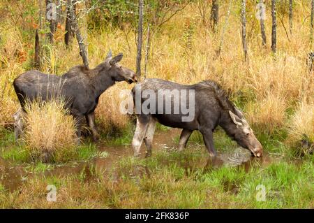 Due alci di mucca (Alces alces) Pascolo in un piccolo stagno nel Parco Algonquin Foto Stock