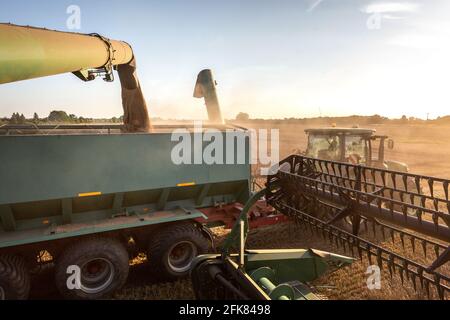 La mietitrebbia scarica il grano in un carrello granella Foto Stock