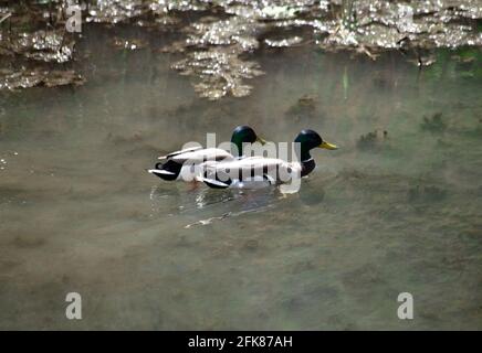 Due anatre mallard sul lago. L'anatra nuota sull'acqua del fiume. Uccelli nella fauna selvatica. Gli uccelli migratori tornarono allo stagno. Giorno di sole Foto Stock